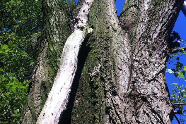 Bomen rooien in Andel